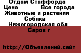 Отдам Стаффорда › Цена ­ 2 000 - Все города Животные и растения » Собаки   . Нижегородская обл.,Саров г.